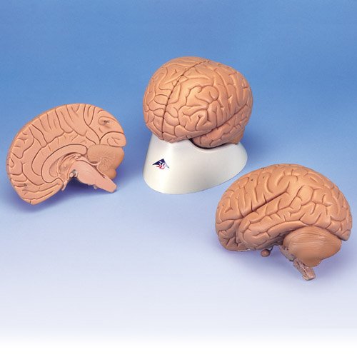 Model lidského mozku - ekonomický - 2 části