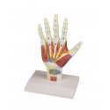 Model anatomické struktury ruky