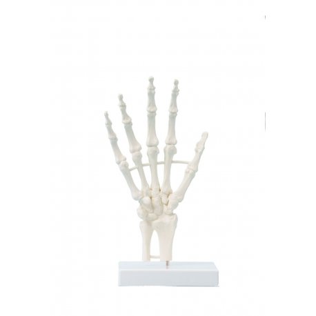 Model ruky člověka