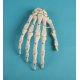 Model lidské ruky s očíslovanými kostmi