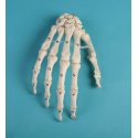 Model lidské ruky s očíslovanými kostmi