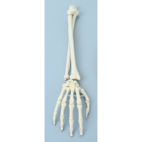 Model lidské ruky s předloktím 