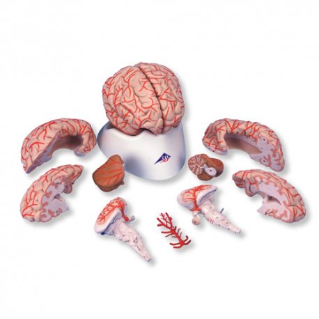Mozek s tepnami - 9 částí