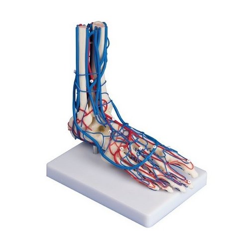 Model lidské nohy s cévami