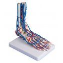 Model lidské nohy s cévami