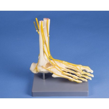 Model lidské nohy s nervy