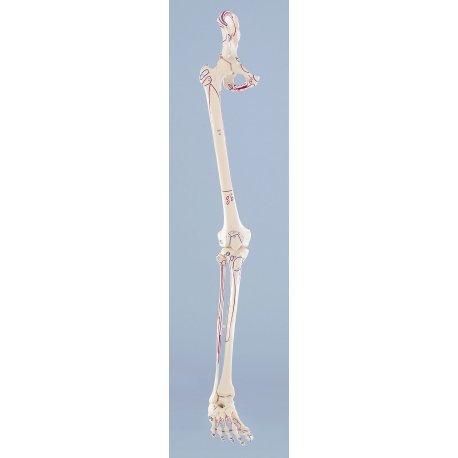 Model lidské nohy s polovinou pánve a vyznačením svalů