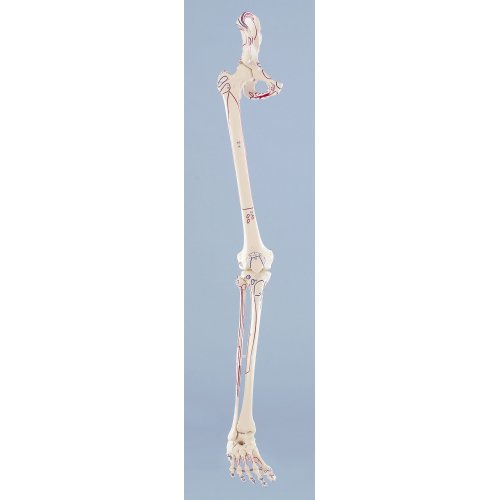 Model nohy s 1/2 pánve, vyznačením svalů a pohyblivým chodidlem