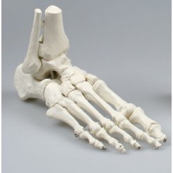 Model lidského chodidla s částí holenní a lýtkové kosti