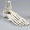 Replika lidského chodidla je vyrobena s částí lýtkové a holenní kosti. Kosti jsou spojeny pomocí drátu a tvoří jednotný celek, který se nedá rozložit na jednotlivé kosti. Model je vhodný zejména pro výuku a studium anatomie, uplatnění však najde i v ordinacích chirurgů a ortopedů.