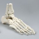 Model lidského chodidla - očíslovaný - s částí holenní a lýtkové kosti