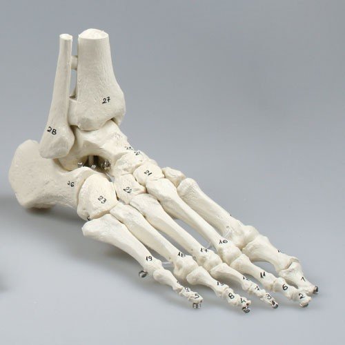 Model lidské nohy - očíslovaný - pohyblivý