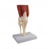 Model lidského kolenního kloubu představuje luxusní repliku, na které jsou zachyceny všechny anatomické detaily kloubu a jeho pomocných zařízení.  Vidět můžeme i svaly, které jsou nezbytné pro chůzi i vykonávání dalších pohybů. Model je umístěn na odnímatelném podstavci.