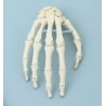 Anatomický model lidské ruky je vyroben v životní velikosti a vysoké kvalitě. Replika zachycuje všechny anatomické struktury a můžete si vybrat, zda chcete model umístěn na podstavci nebo bez podstavce.