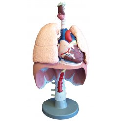 Model lidských dýchacích orgánů