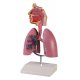 Model lidské dýchací soustavy