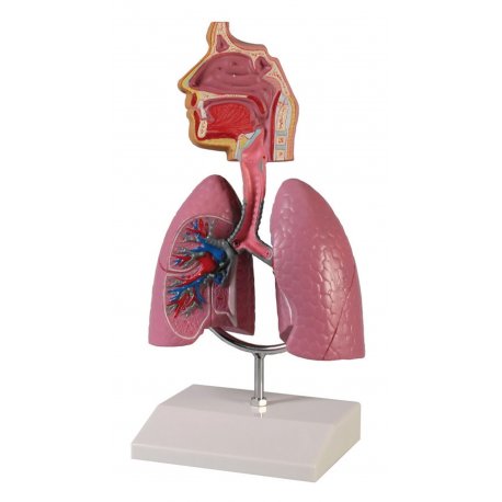 Model lidské dýchací soustavy