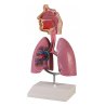 Anatomická replika lidské dýchací soustavy je vyrobena v poloviční velikosti, než je velikost skutečná. Na modelu je zobrazena celá dýchací soustava - plíce, průdušnice a horní i dolní cesty dýchací. Celá replika je umístěma na odnímatelném podstavci.