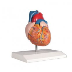 Model lidského srdce - přirozená velikost - 2 části