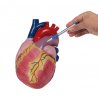 Tato třikrát zvětšená anatomická replika lidského srdce je  vyrobena z vysoce kvalitního a nerozbitného materiálu. Jedná se o velmi kvalitní anatomickou pomůcku pro skupinovou výuku. Na replice je ve frontální rovině proveden řez, díky kterému můžeme studovat vnitřní stavbu srdce.