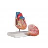 Anatomický model lidského srdce v životní velikosti lze rozdělit na dvě části. Po odejmutí přední stěny můžeme pozorovat hlouběji uložené struktury, například chlopně. Navíc je na modelu zobrazen i převodní systém srdeční. Tepny, žíly, tuková tkáň a svalovina jsou kvalitně ručně malovány.