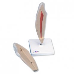 Model lidského zubu - spodní špičák - 2 části