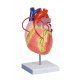 Model lidského srdce s bypassem