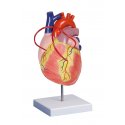 Model lidského srdce s bypassem - dvakrát zvětšeno - 2 části