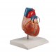 Model lidského srdce s bypassem 