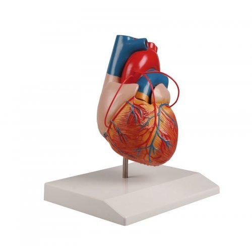 Model lidského srdce s bypassem 