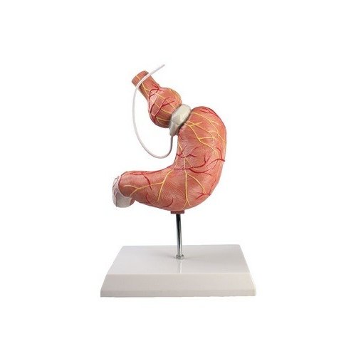 Model lidského žaludku s bandáží