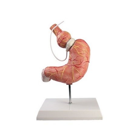 Model lidského žaludku s bandáží