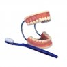 Replika lidského chrupu je 3x zvětšena, aby byla vidět i v zadních částech třídy. Dentální hygienici i stomatologové ocení obří kartáček jako součást balení. Díky pružné pojistce lze hýbat horní i dolní čelistí. Obří model péče o zuby člověka je nepostradatelná výuková pomůcka ve všech ordinacích dentálních hygieniků.