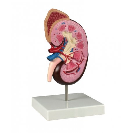 Model lidské ledviny - dvakrát zvětšeno