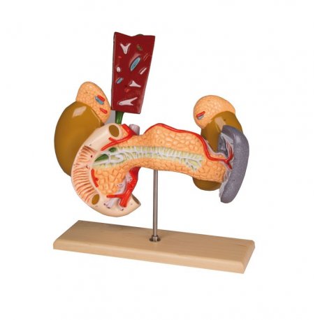 Model vnitřních orgánů - 2 části 