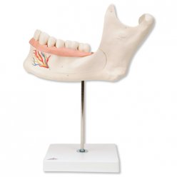 Model lidské spodní čelisti - polovina - 6 částí