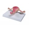 Tento model ženské dělohy je vyroben v životní velikosti. Na replice můžeme detailně studovat všechny anatomické detaily. Struktury jsou ručně malovány. Model zahrnuje vaginu, dělohu s děložním čípkem, vejcovod a vaječníky s vajíčkem. Stěna dělohy je rozříznutá a zobrazuje svalovou i slizniční vrstvu.