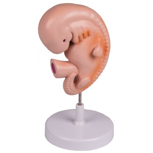 Model lidského embrya - 4. týden