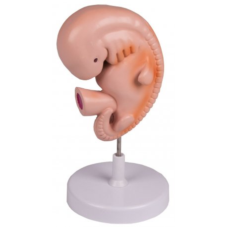 Model lidského embrya 