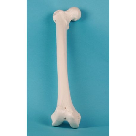 Model lidské stehenní kosti