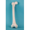 Model lidské stehenní kosti