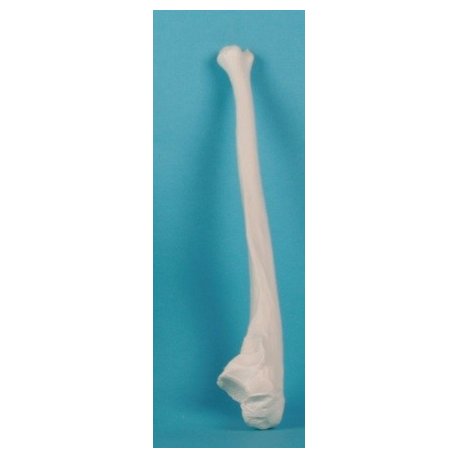 Model lidské kosti loketní