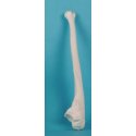 Model lidské kosti loketní