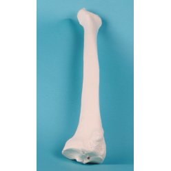 Model lidské kosti vřetenní