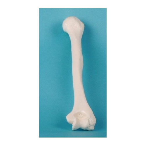 Model lidské kosti pažní