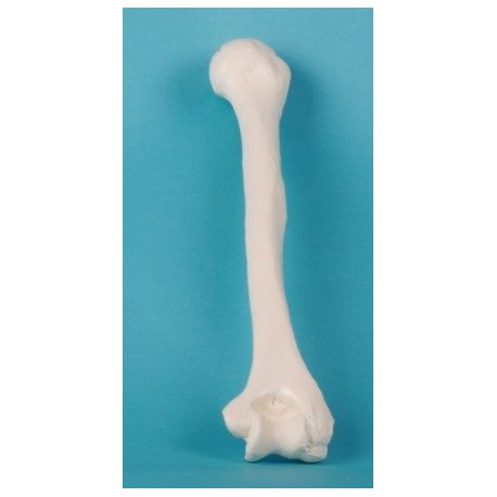 Model lidské kosti pažní