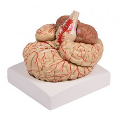 Model lidského mozku - 9 částí - s cévami