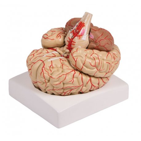 Model lidského mozku - 9 částí - s cévami