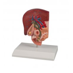 Model lidského žlučníkového kamene