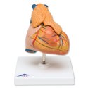 Model lidského srdce s brzlíkem - 3 části